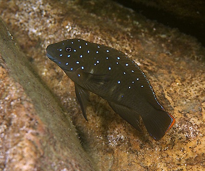 Eretmodus cyanostictus 'Kombe'